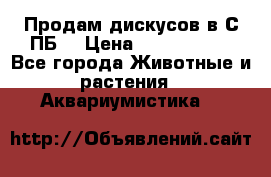 Продам дискусов в С-ПБ. › Цена ­ 3500-4500 - Все города Животные и растения » Аквариумистика   